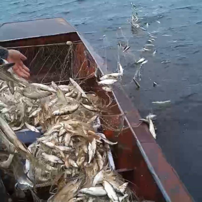 青鳞鱼