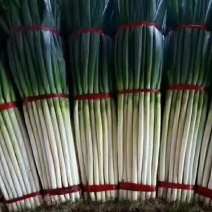 【忻州大葱】各种毛葱款式大量上市杆长白硬量大从优