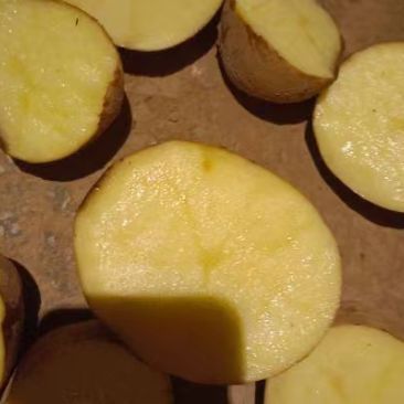 【精品】湖北土豆黄心土豆保质保量大量有货