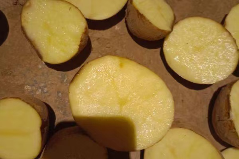 【精品】湖北土豆黄心土豆保质保量大量有货