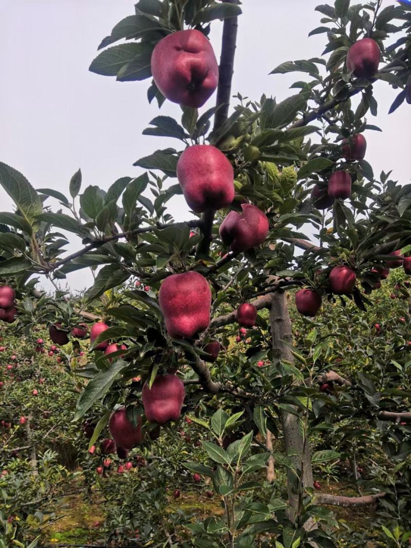 天水花牛苹果产地代收代发货。。。。。。。