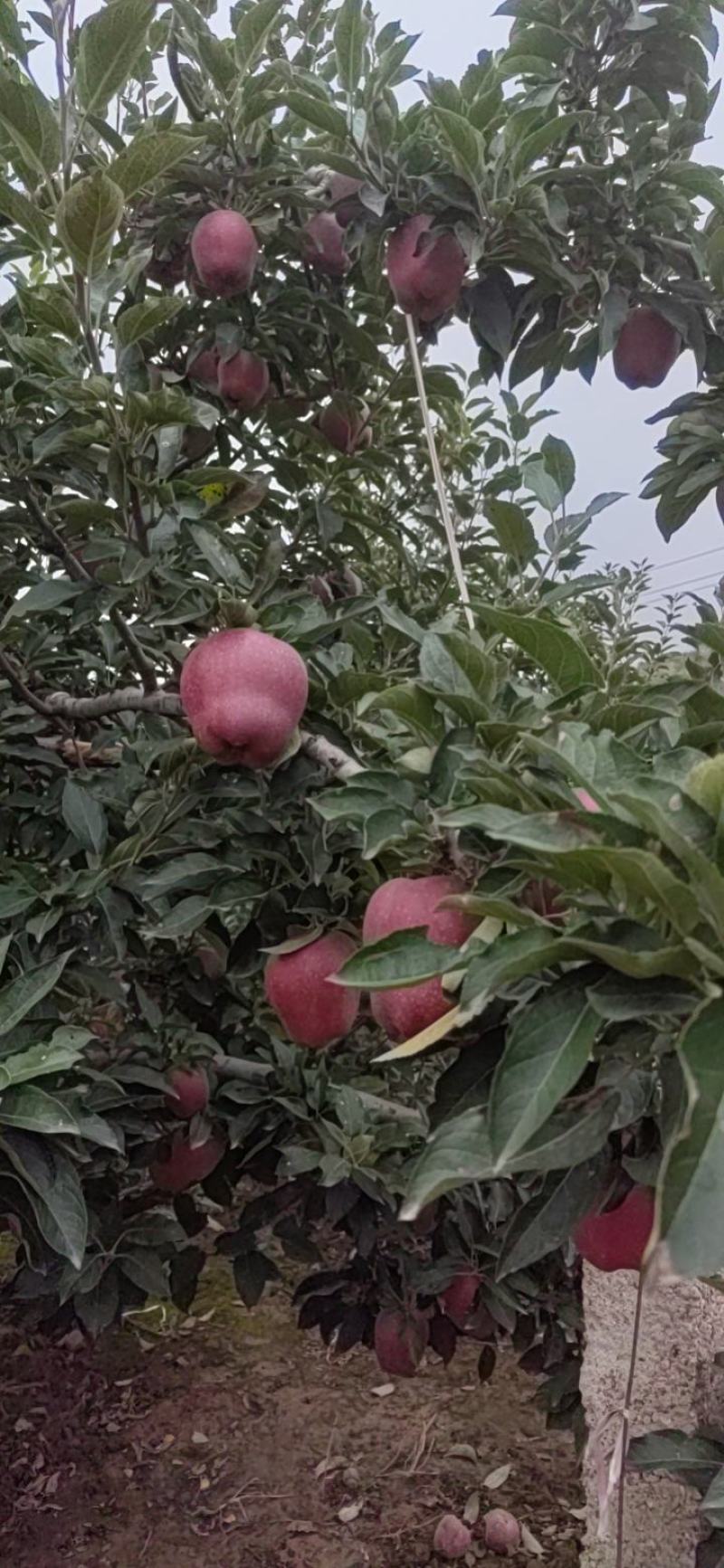 天水花牛苹果产地代收代发货。。。。。。。