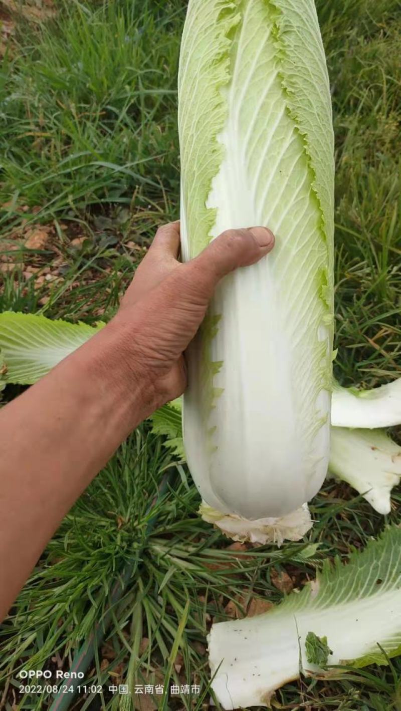 精品山地邵菜