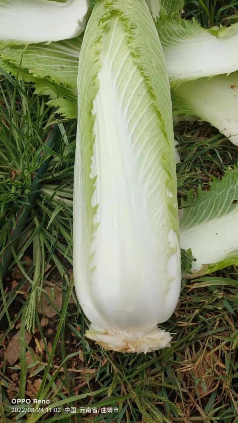 精品山地邵菜