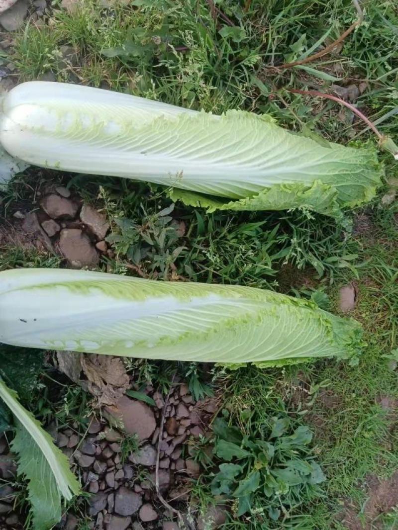 精品山地邵菜