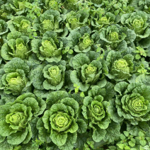 精品白菜全国发货可视频看货量大从优
