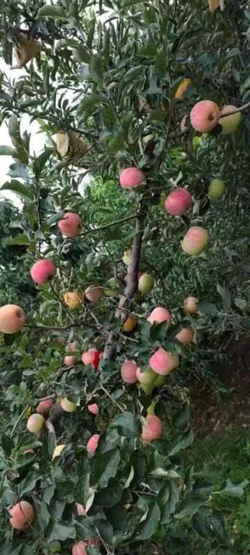 长枝短枝红星苹果顺平红星苹果