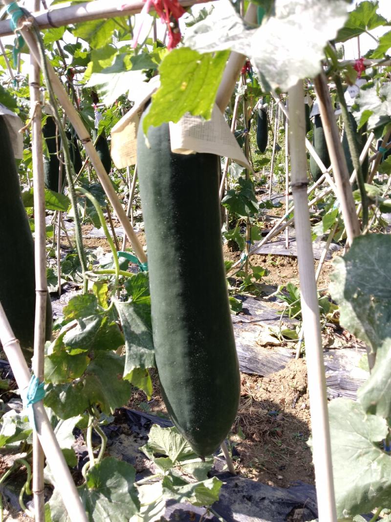 冬瓜大量上