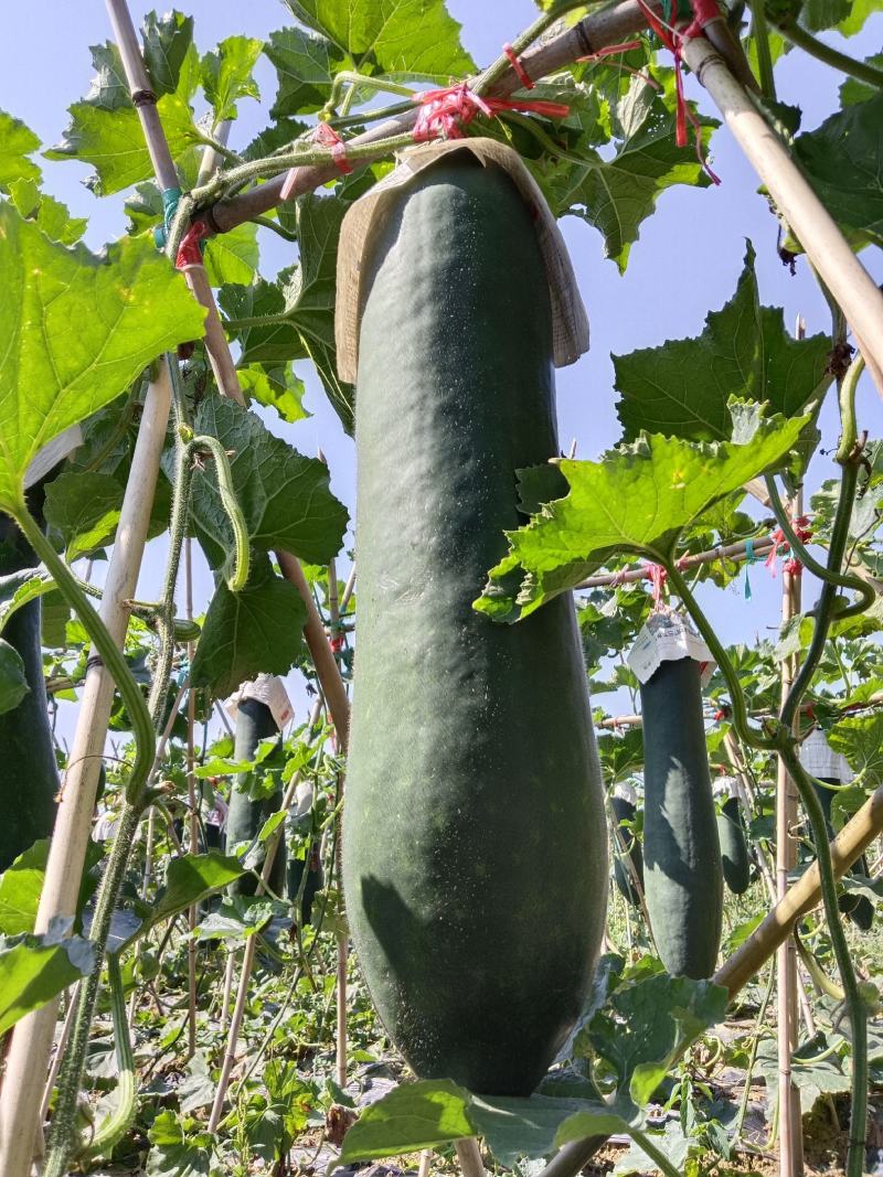 冬瓜大量上