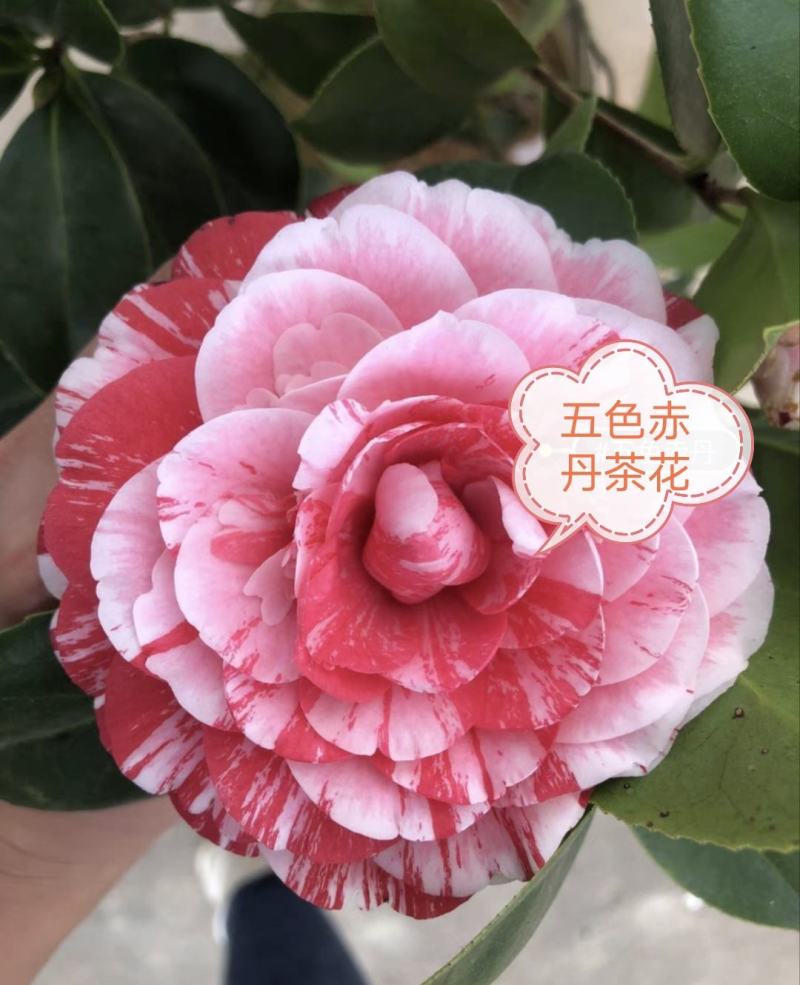 五色赤丹茶花苗东方亮白色茶花苗十八学士茶花苗