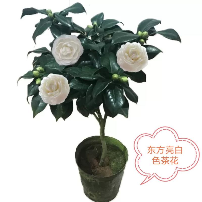 五色赤丹茶花苗东方亮白色茶花苗十八学士茶花苗