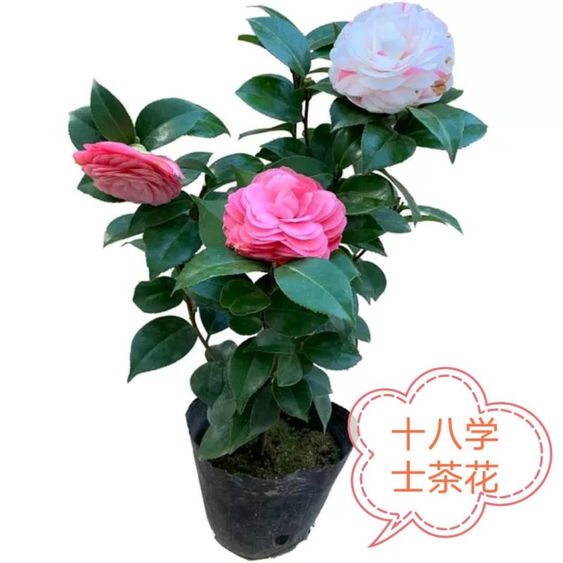 五色赤丹茶花苗东方亮白色茶花苗十八学士茶花苗