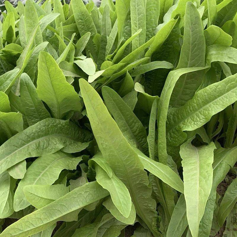 邯郸油麦菜产地直发油麦菜全国发货诚信经营货源充足