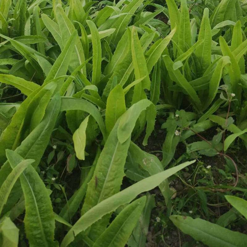 邯郸油麦菜产地直发油麦菜全国发货诚信经营货源充足