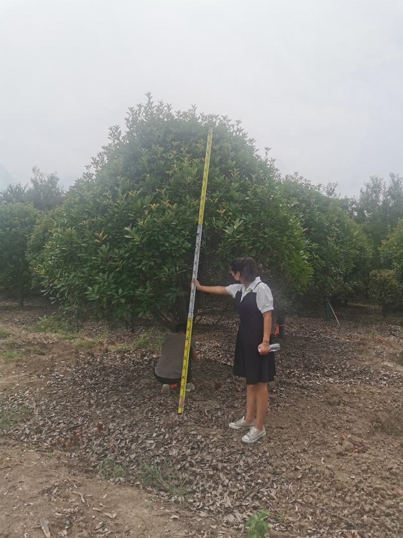 石楠树，大小规格齐全，欢迎新老客户订购，
