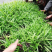 纯紫花中宽叶白芨直播苗