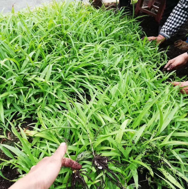 纯紫花中宽叶白芨直播苗