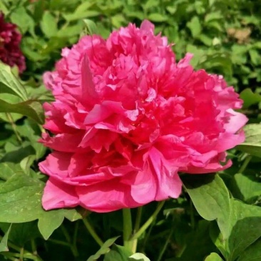 卷叶红牡丹花苗、花深红色千层台阁型、中花品种秋季发货
