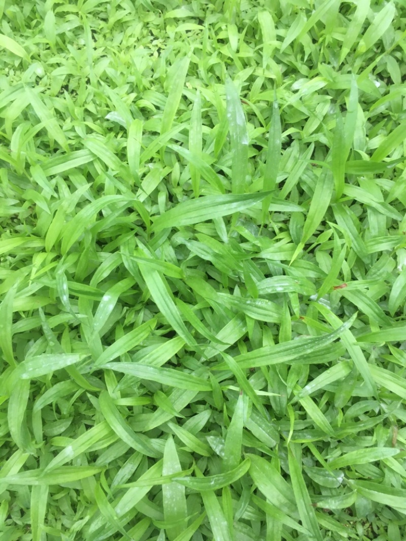 纯紫花中宽叶白芨直播苗