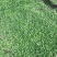 纯紫花中宽叶白芨直播苗