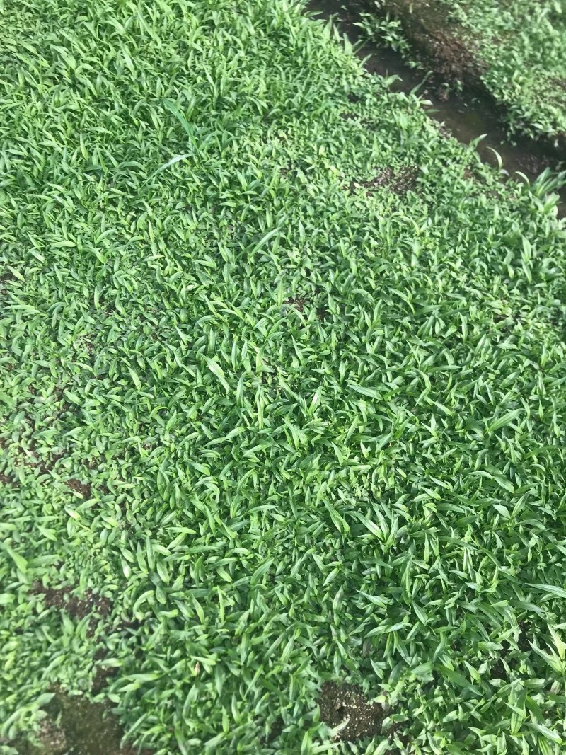 纯紫花中宽叶白芨直播苗