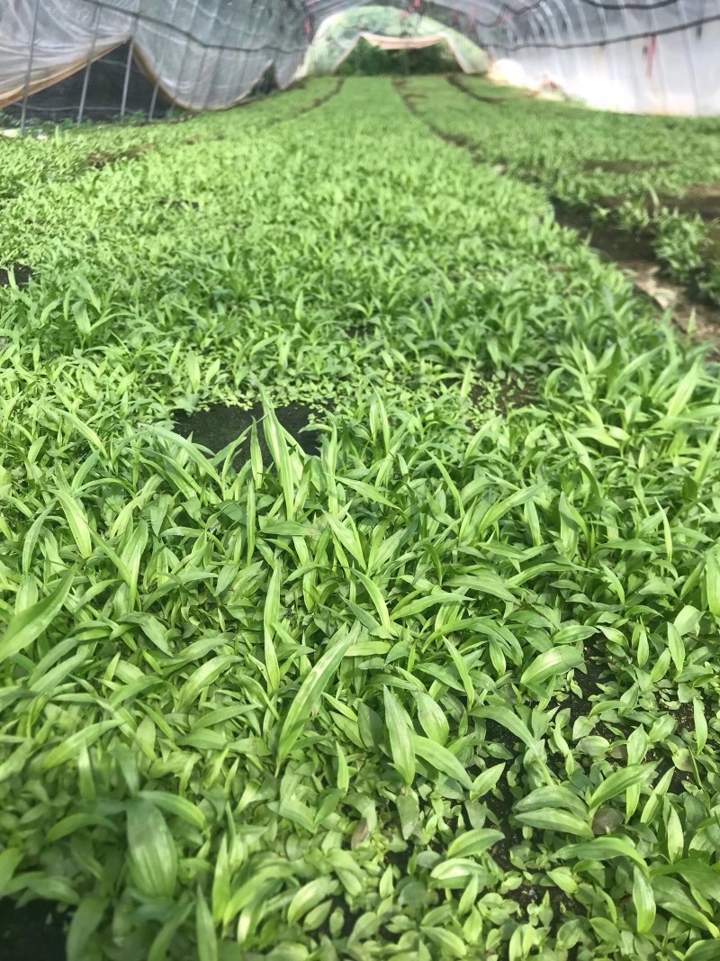 纯紫花中宽叶白芨直播苗