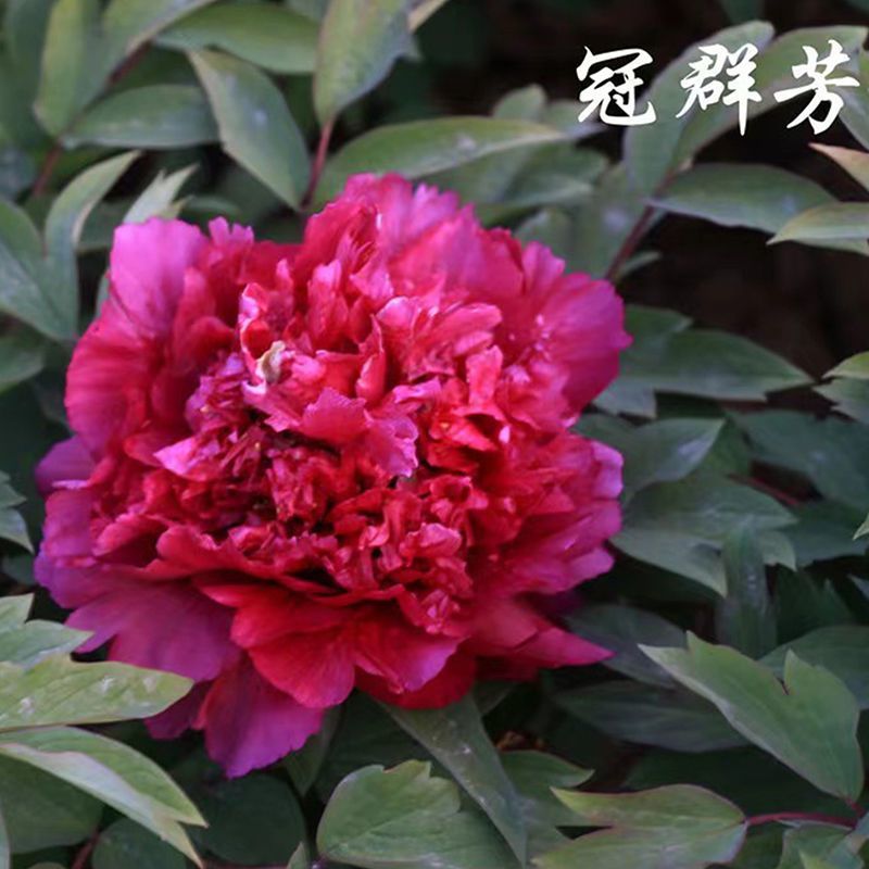 卷叶红牡丹花苗、花深红色千层台阁型、中花品种秋季发货