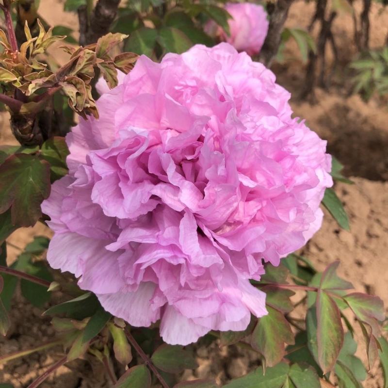卷叶红牡丹花苗、花深红色千层台阁型、中花品种秋季发货