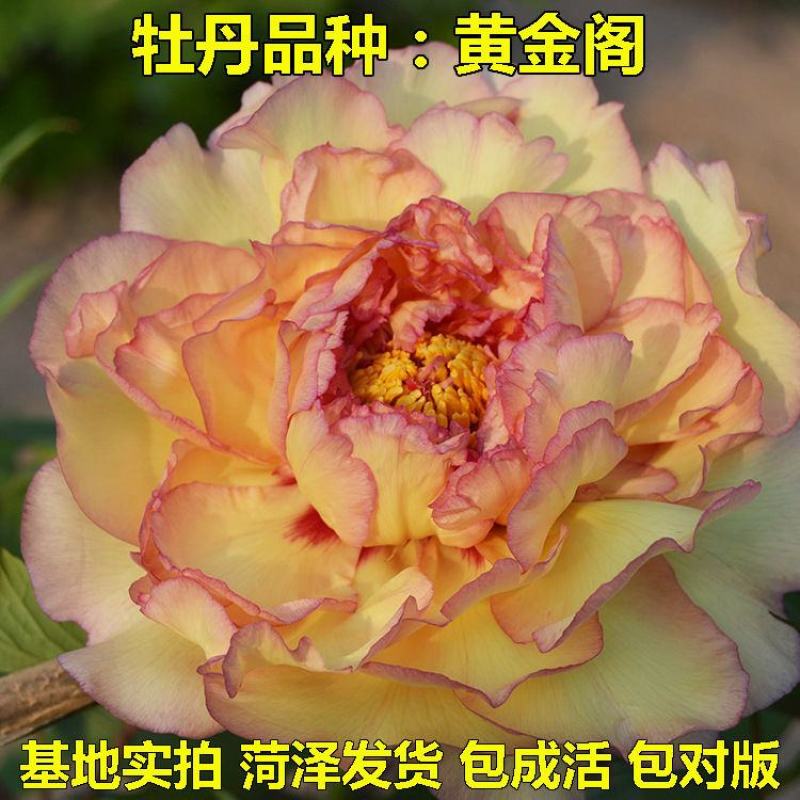 卷叶红牡丹花苗、花深红色千层台阁型、中花品种秋季发货