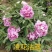 卷叶红牡丹花苗、花深红色千层台阁型、中花品种秋季发货