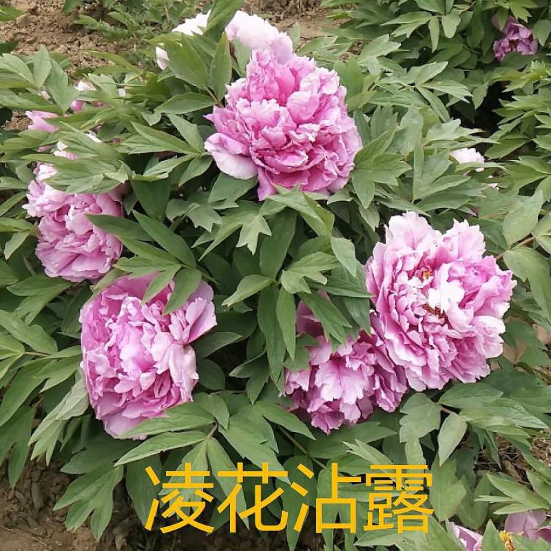 卷叶红牡丹花苗、花深红色千层台阁型、中花品种秋季发货