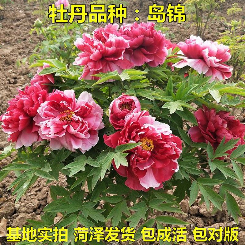 卷叶红牡丹花苗、花深红色千层台阁型、中花品种秋季发货