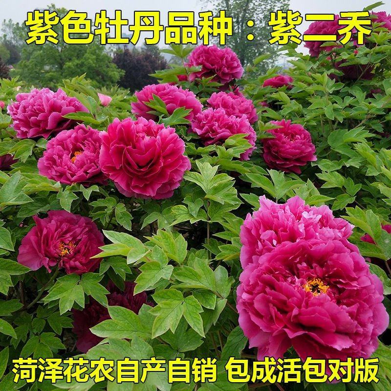 卷叶红牡丹花苗、花深红色千层台阁型、中花品种秋季发货