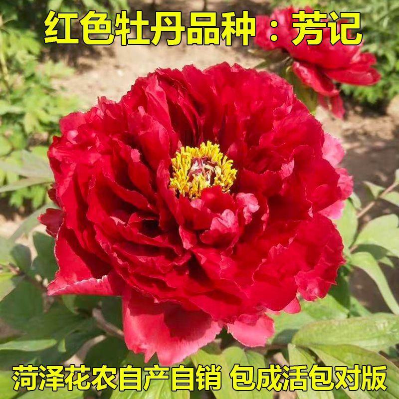 卷叶红牡丹花苗、花深红色千层台阁型、中花品种秋季发货