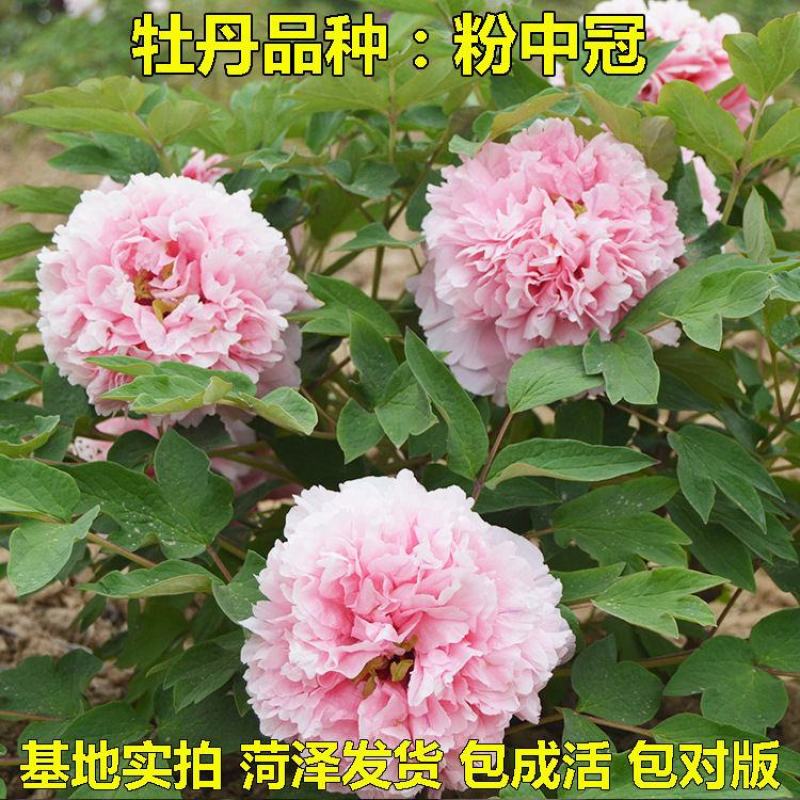 卷叶红牡丹花苗、花深红色千层台阁型、中花品种秋季发货