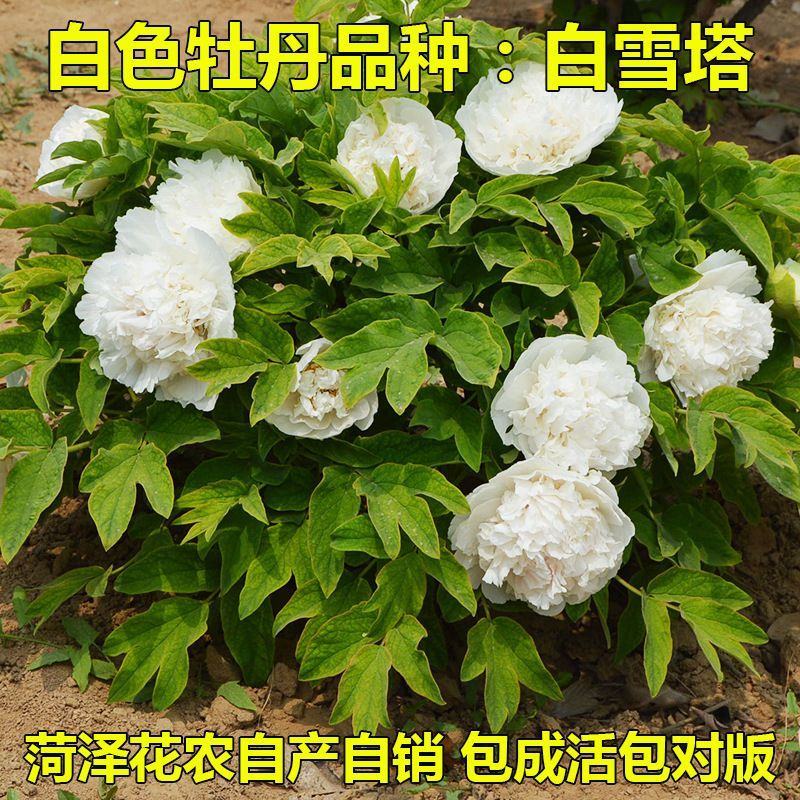 卷叶红牡丹花苗、花深红色千层台阁型、中花品种秋季发货