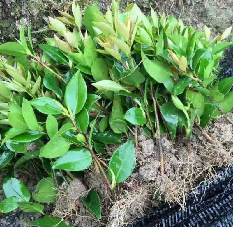 红叶贝拉茶花青叶贝拉茶花支持混批发快递