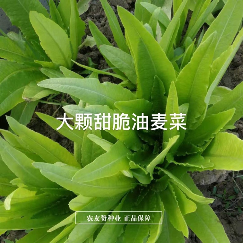 中蔬农科院大叶油麦菜种子甜脆清香四季油麦菜种籽耐寒耐热