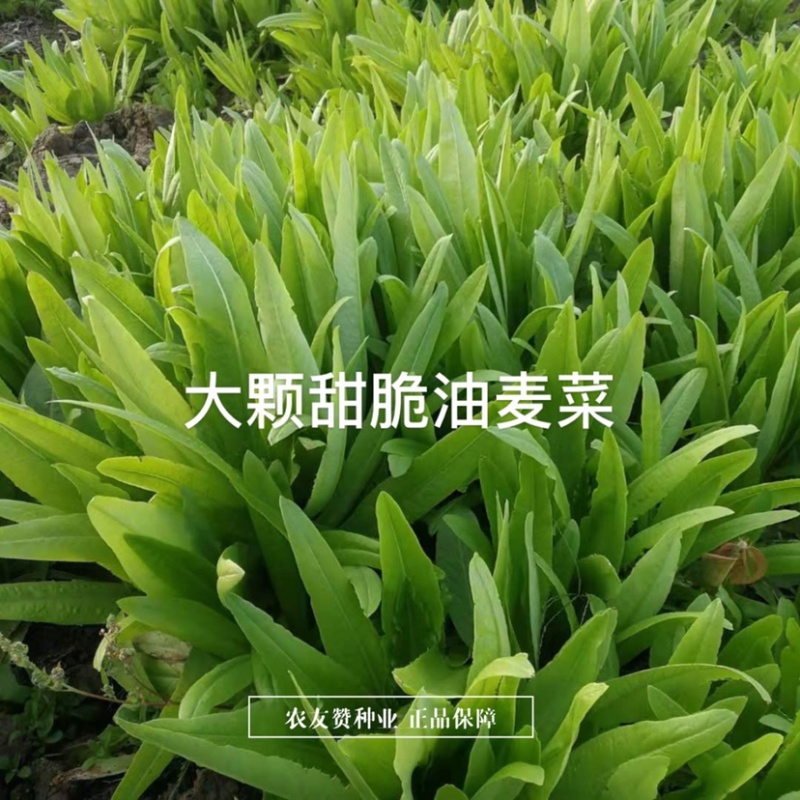 中蔬农科院大叶油麦菜种子甜脆清香四季油麦菜种籽耐寒耐热