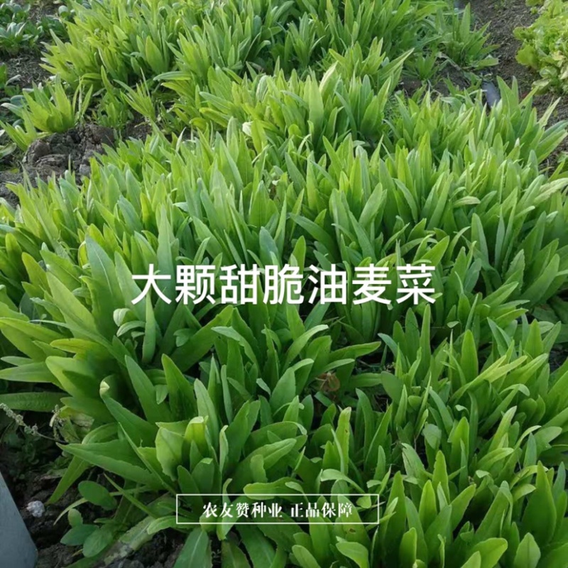 中蔬农科院大叶油麦菜种子甜脆清香四季油麦菜种籽耐寒耐热
