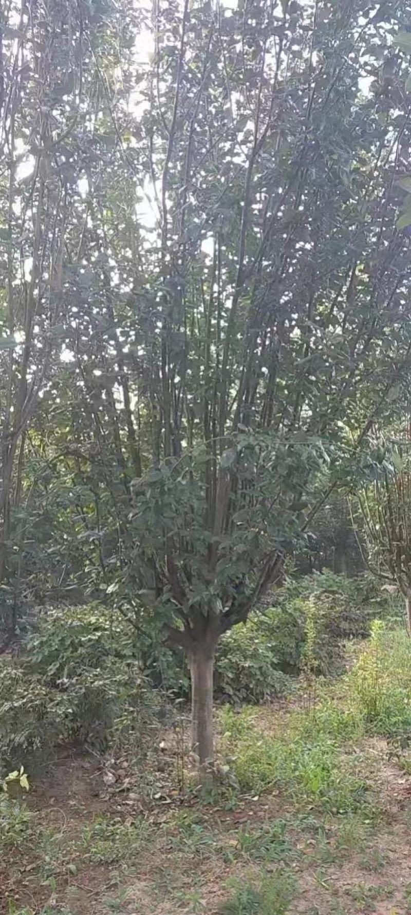 供应多规格西府海棠，自家种植，一手货源，一条龙服务