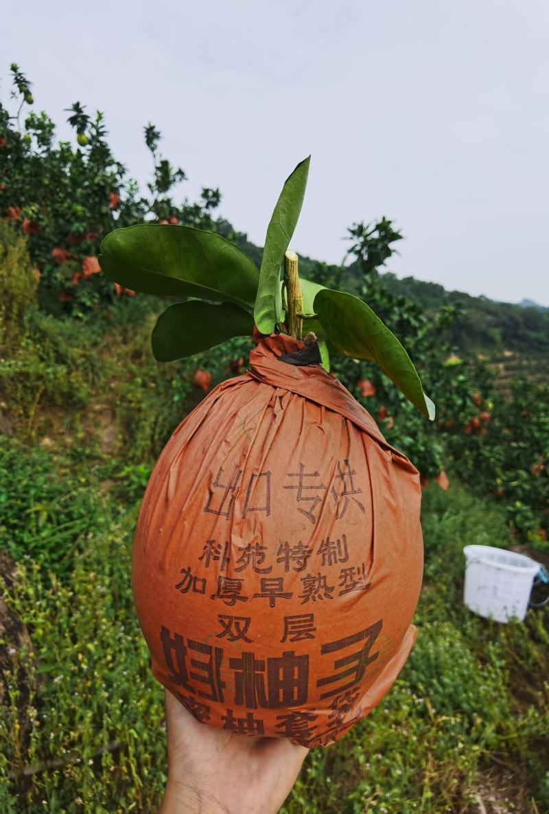 福建平和三红柚，整车发货，落地配、社区团购，价格有优势。