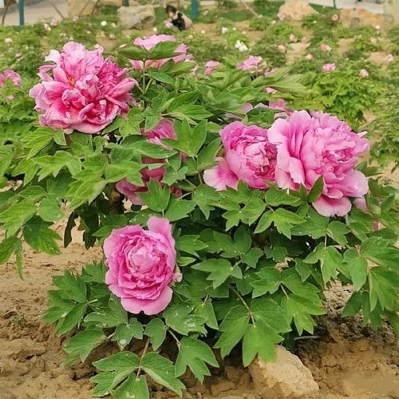 当天发货鲁菏红牡丹花苗秋天裸根移栽苗圃现挖现发品质保证