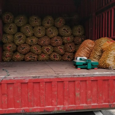 老品种核桃大量上市