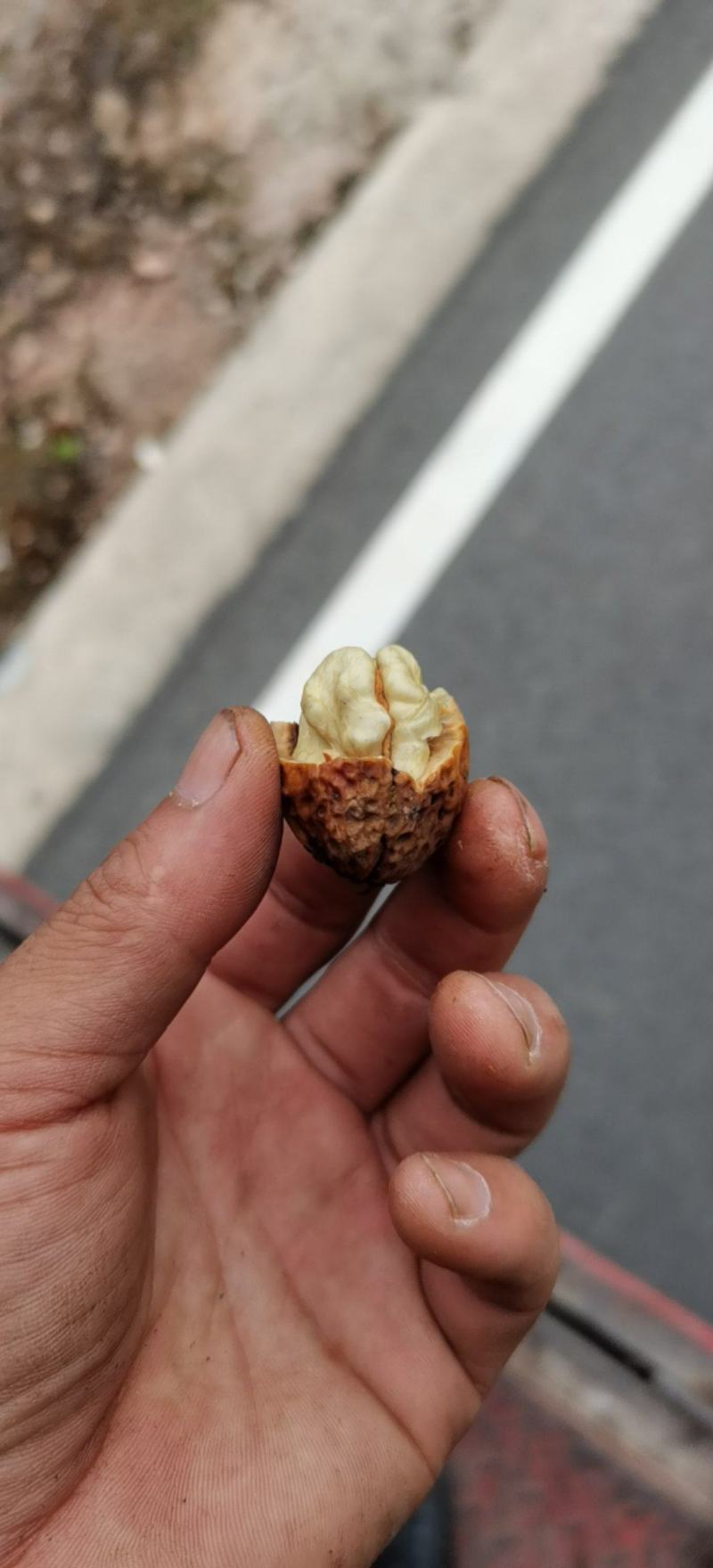 老品种核桃大量上市