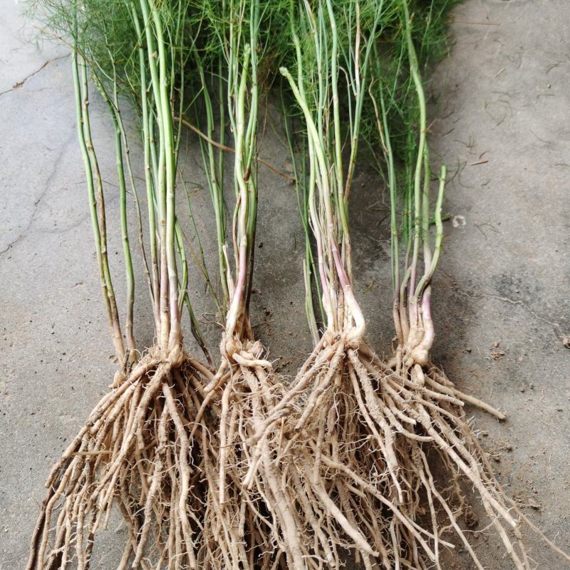 芦笋苗芦笋种苗芦笋苗基地一次种植多年收获