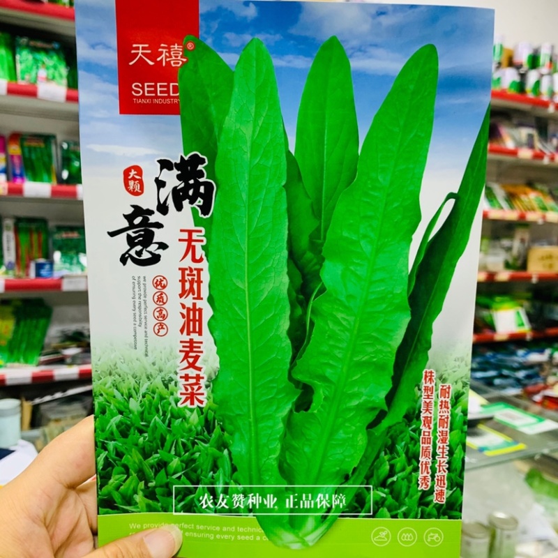 天禧满意无斑油麦菜种子优质高产耐热耐湿大棵叶菜种子