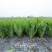 天禧满意无斑油麦菜种子优质高产耐热耐湿大棵叶菜种子