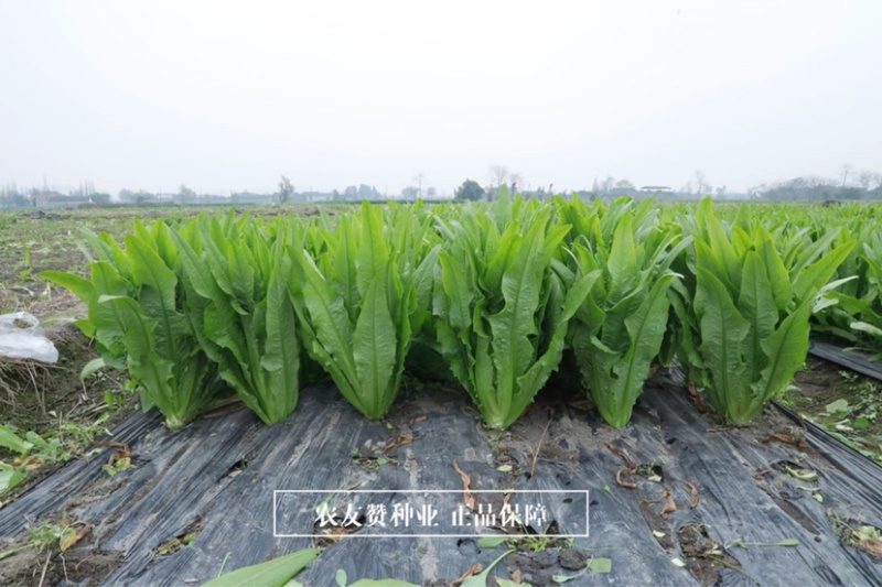 天禧满意无斑油麦菜种子优质高产耐热耐湿大棵叶菜种子