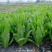 天禧满意无斑油麦菜种子优质高产耐热耐湿大棵叶菜种子